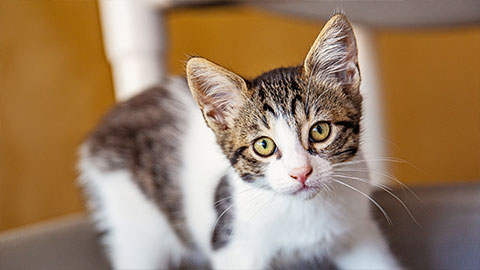 Brown and white kitten