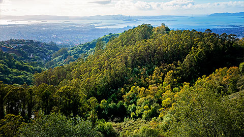Tree-covered hills