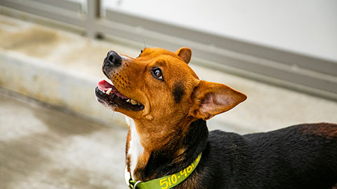 Brown and black dog
