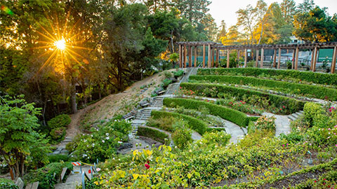 Terraced rose garden