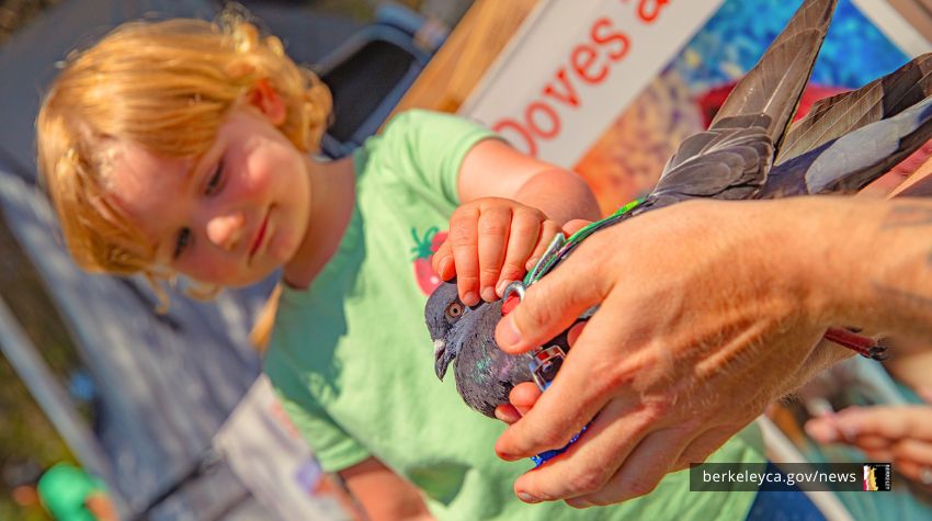 Little girl pets a gray pigeon, being held by an adult. 